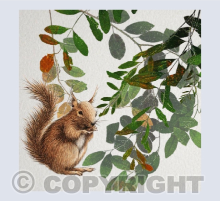 Squirrel in the woods