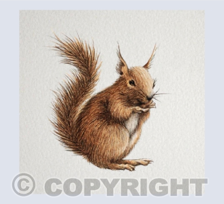 Squirrel