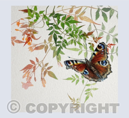 Peacock Butterfly in the Long Grass