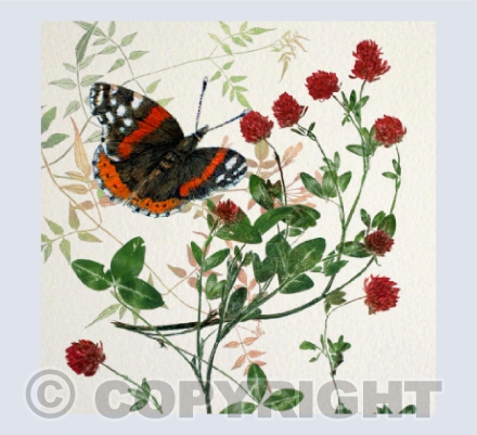 Red Admiral
