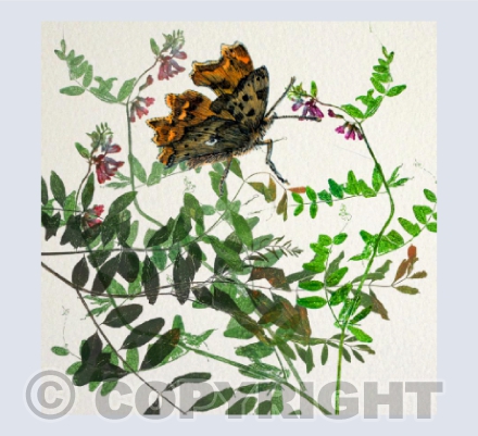 Comma with Vetch