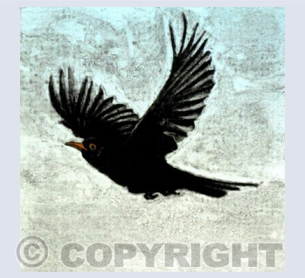 Blackbird