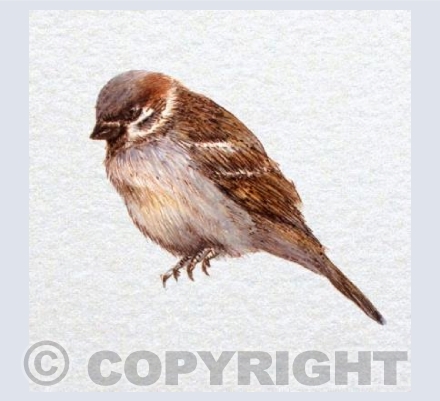Sparrow b