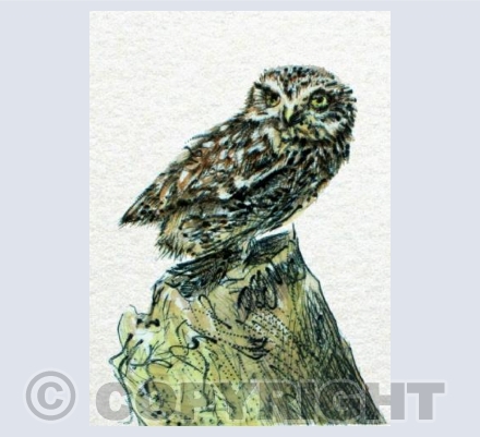 Little Owl b