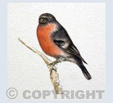 Bullfinch