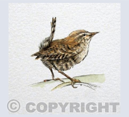 Wren