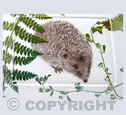 Hedgehog in the garden