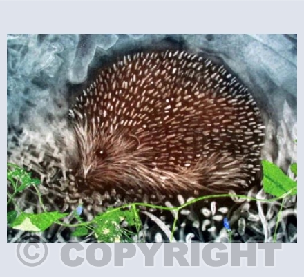 Night Visitor
