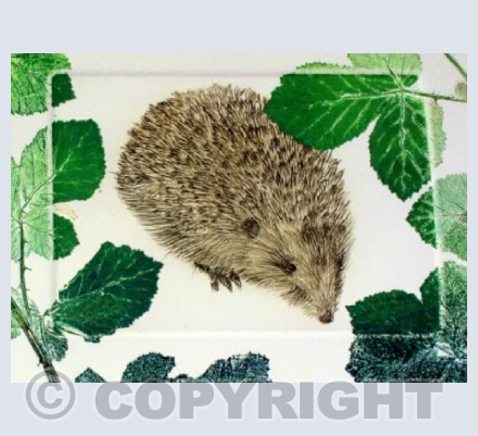 Hedgehog in the Brambles