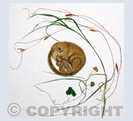 Dormouse