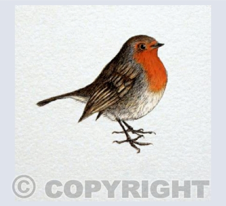 Robin