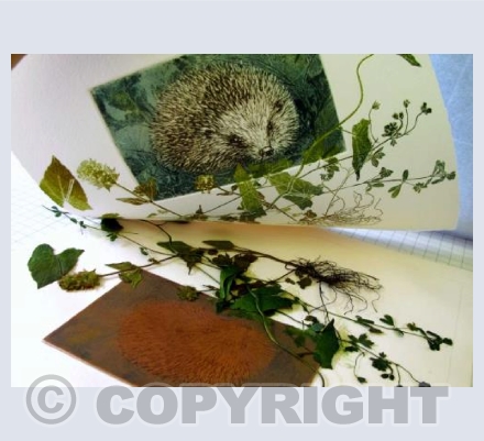 Hedgehog - being printed