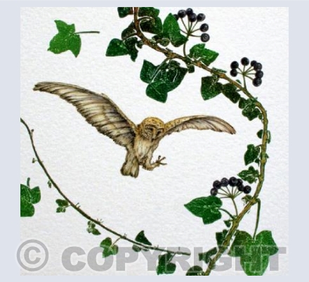 Barn Owl with Ivy