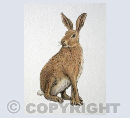 Brown Hare