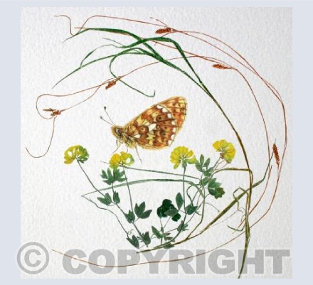 Pearl Bordered Fritillary