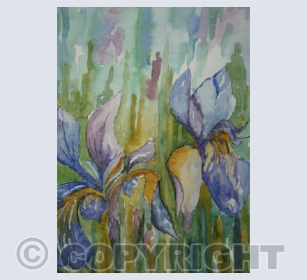 Iris