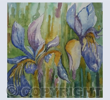 Iris