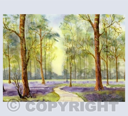 Bluebell Wood
