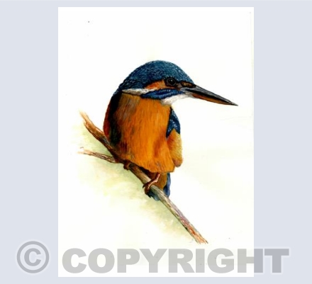 Kingfisher