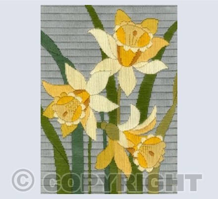 Daffs Galore