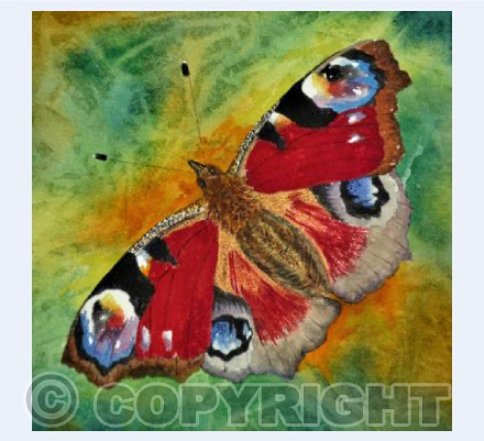 Peacock Butterfly