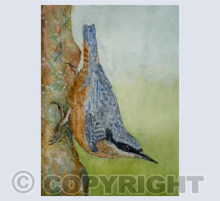Nuthatch