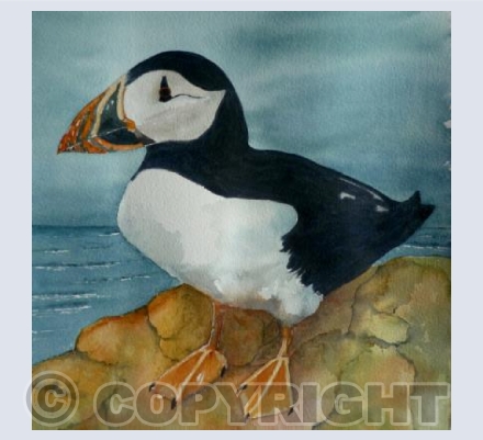 Life is busy on Skomer