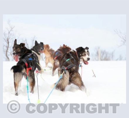Sled Dogs