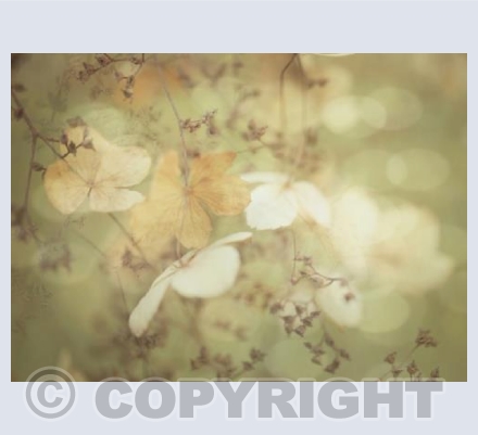 Hydrangea 1