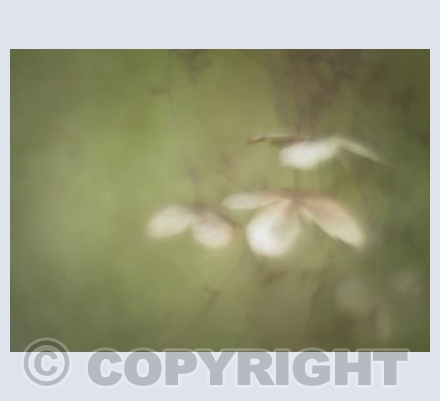 Hydrangea 2