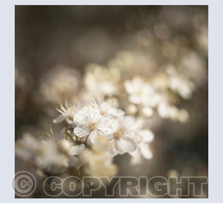 Spring Blossom