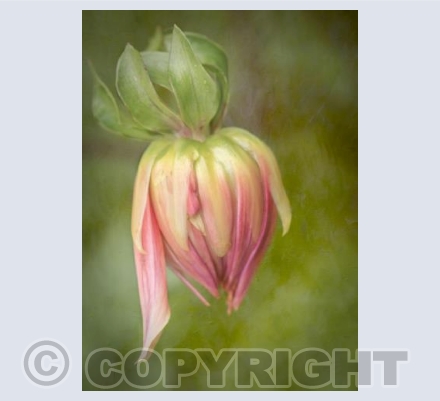 Dahlia Bud