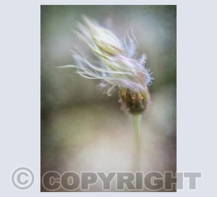Dryas