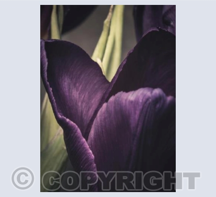 Tulip Detail