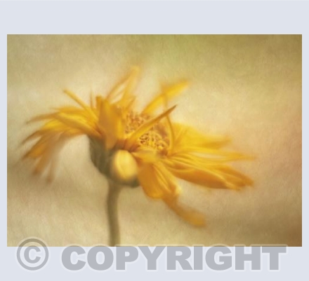 Gerbera 1