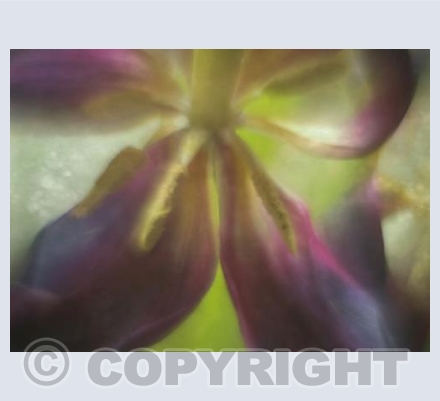 Tulip 3