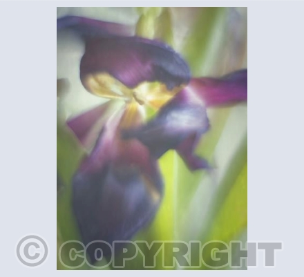 Tulip 4