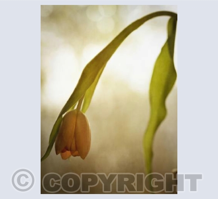 Orange Tulip