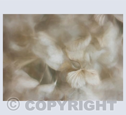 Hydrangea 3
