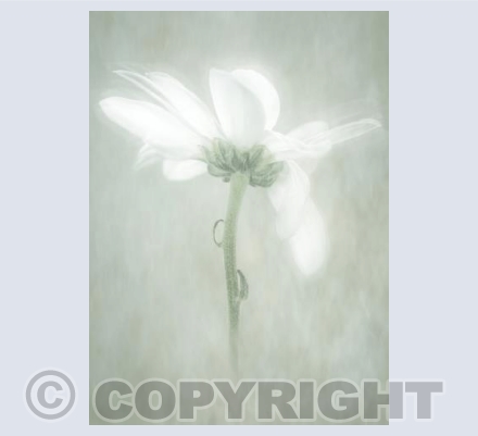 Chrysanthemum 1