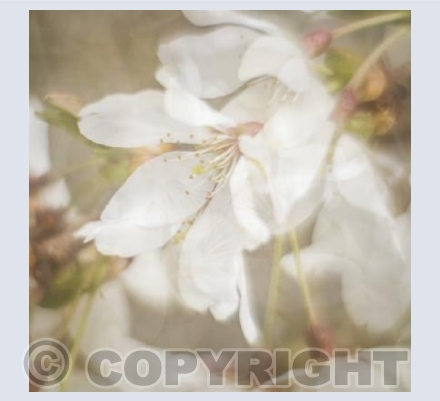 Spring Blossom 2