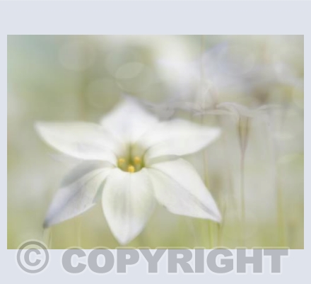 white flower montage