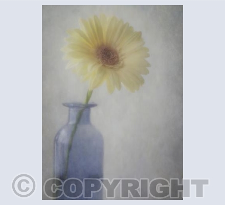 Gerbera in Blue Vase