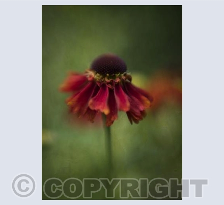 rudbeckia