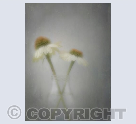 Echinacea double