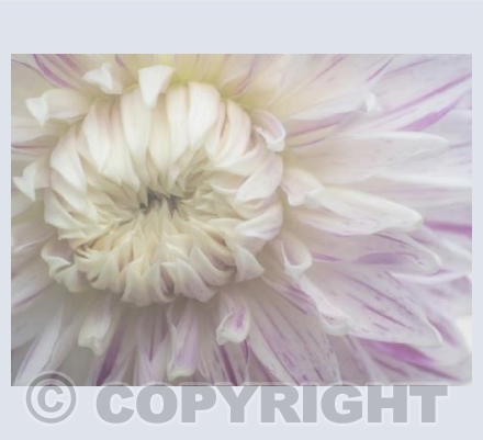 Dahlia Avignon