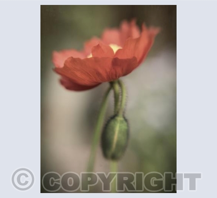 Poppy and bud