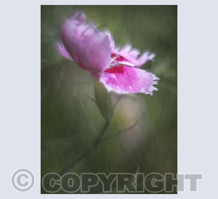 Dancing Carnation