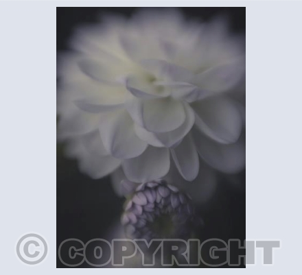 Dahlia and Bud