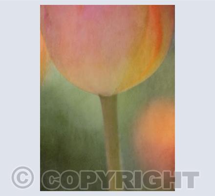 Orange Tulip